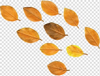 Flower Autumn Rose, autumn leaves transparent background PNG clipart