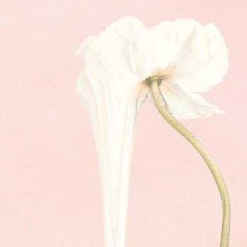 Flower background, pink and white anemone… | Free stock illustration | High Resolution graphic