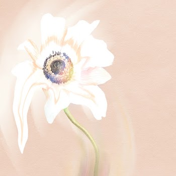 Flower background, pink and white anemone… | Free stock illustration | High Resolution graphic