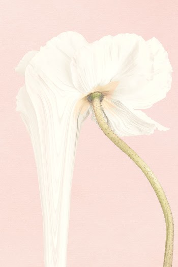 Flower background, pink and white anemone… | Free stock illustration | High Resolution graphic