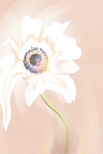 Flower background, pink and white anemone… | Free stock illustration | High Resolution graphic