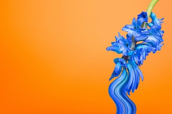 Flower background PSD, orange blue delphinium… | Free stock illustration | High Resolution graphic