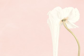 Flower background PSD, pink anemone… | Free stock illustration | High Resolution graphic