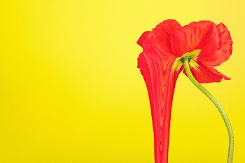 Flower background PSD, yellow red poppy art | Free stock illustration | High Resolution graphic