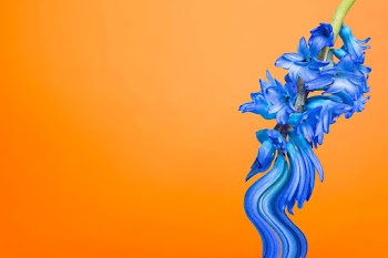 Flower background vector, orange blue… | Free stock illustration | High Resolution graphic