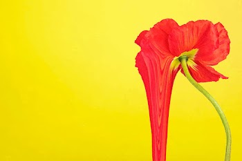 Flower background vector, yellow red poppy… | Free stock illustration | High Resolution graphic