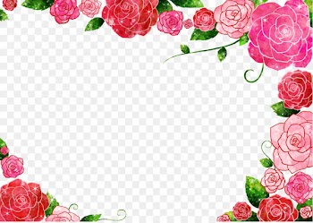 Flower Beach rose Advertising - Delicate floral material 