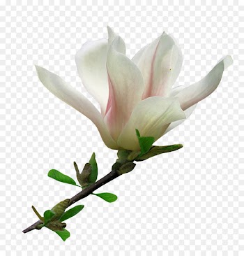 Flower Blog Clip art - magnolia 