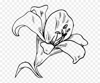 Flower Bloom Plant Lily Nature Calla Tattoo - Flower Coloring Pages For Adults