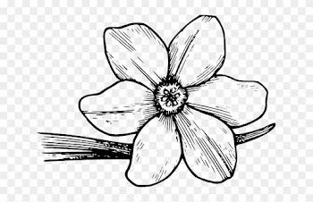 Flower, Bloom, Plant, Nature, Dogwood, Petals, Botany - Violet Flower Coloring Page