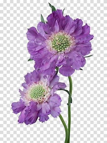 Flower, bloomed purple flower transparent background PNG clipart