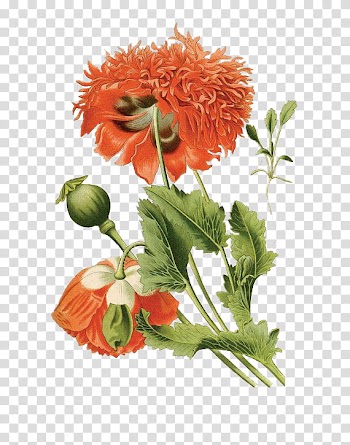 Flower, blooming orange flowers transparent background PNG clipart