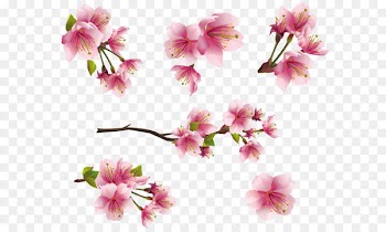 Flower Blossom Clip art - Pink Spring Branch Elements PNG Clipart Picture 