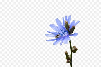 flower blue plant flowering plant petal