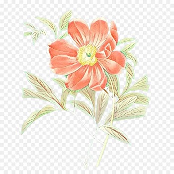 Flower, Botanical Illustration, Painting, Pink PNG