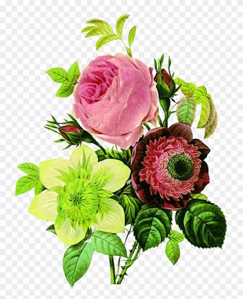 Flower Botany Botanical Illustration Floral Design - Vintage Flower Drawings