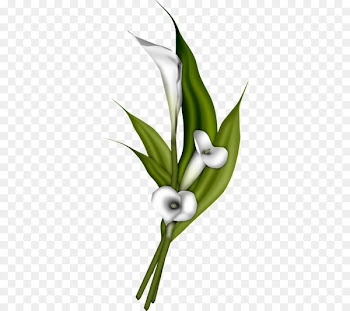 Flower bouquet Arum-lily Clip art - White Calla lily 