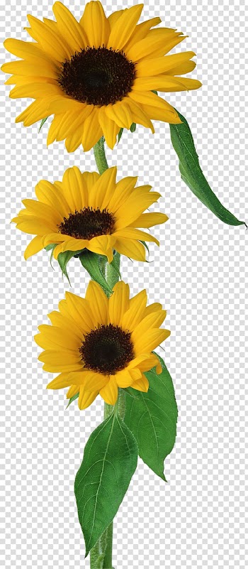 Flower bouquet Brush Gift, sunflower transparent background PNG clipart
