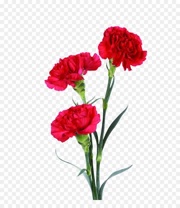 Flower bouquet Carnation Floral design Clip art - red carnation 