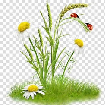 Flower bouquet Chamomile , mimosa flower transparent background PNG clipart