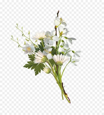 Flower bouquet Chess 2017 Clip art - Small bouquet of white chrysanthemums 