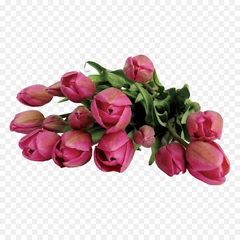 Flower bouquet Clip art - Tulip flowers 