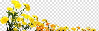 Flower bouquet Common sunflower, Sunflower sunflower transparent background PNG clipart