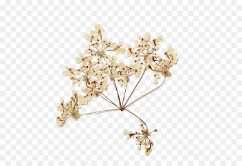Flower bouquet Drought - Yellow dried flowers 