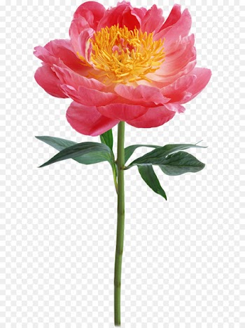 Flower bouquet Floral design Floristry Stock photography - flower 