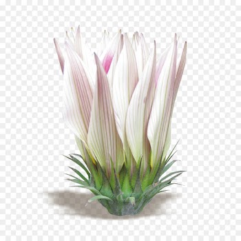 Flower bouquet Floral design Portable Network Graphics Sugarbushes - flower 