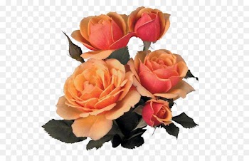 Flower bouquet Garden roses Image - flower 