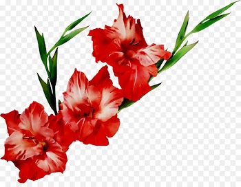 Flower bouquet Gladiolus Wedding anniversary Gift -  