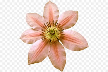 Flower bouquet Petal Floral design Drawing - flower 