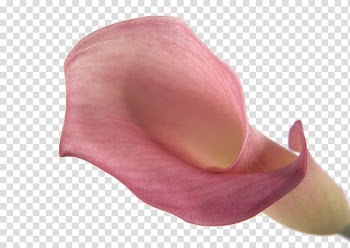 Flower bouquet Plant , flower,Flowers,Fresh,plant transparent background PNG clipart