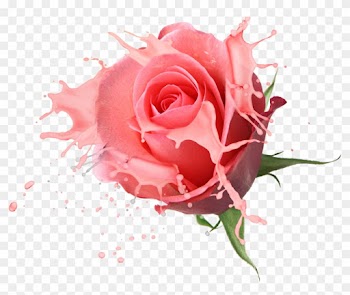 Flower Bouquet Rose Drawing Fl Design - Rose Psd