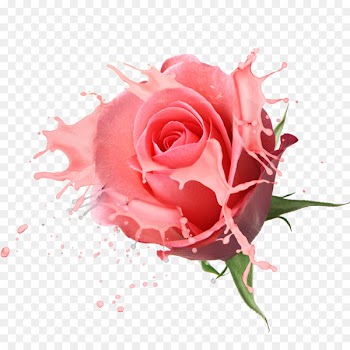 Flower bouquet Rose Drawing - Yogurt Rose 