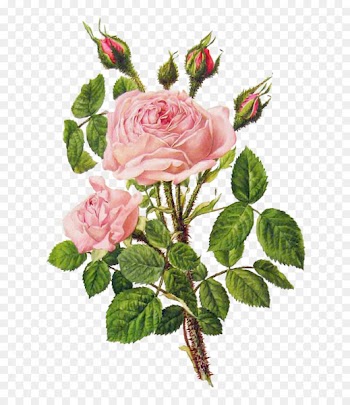 Flower bouquet Rose Floral design Illustration - Pink peony flower bouquet 