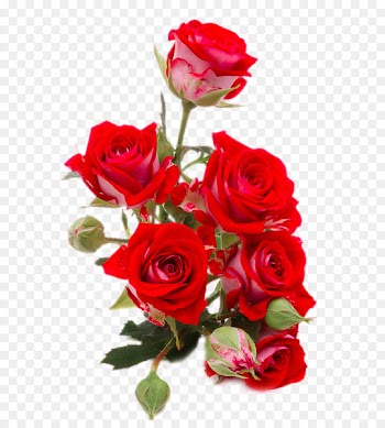 Flower bouquet Rose Red Stock photography - Bright red roses close-up 