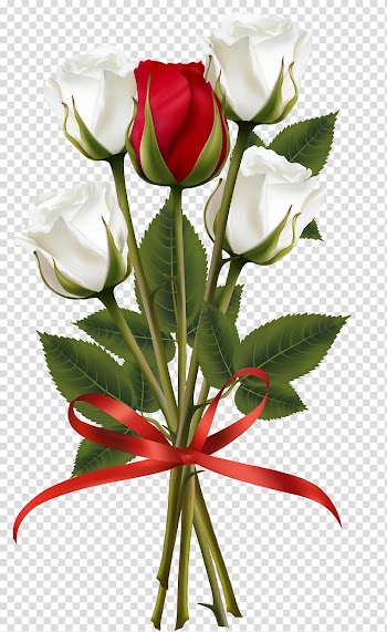 Flower bouquet Rose , white roses transparent background PNG clipart