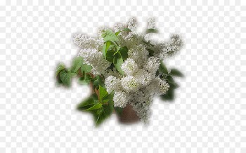 Flower bouquet Russia Vase Clip art - bird cherry 