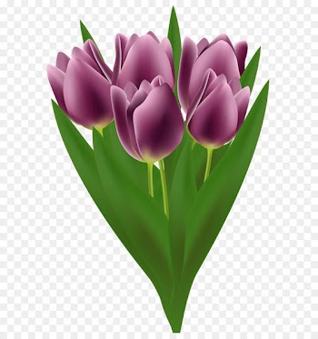 Flower bouquet Tulip Clip art - Tulips Bouquet Transparent PNG Clip Art Image 