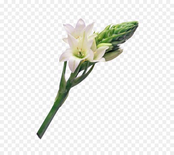 Flower bouquet Tulip Cut flowers Floral design - flower 