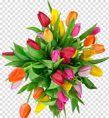 Flower bouquet Tulip Garden roses, Colored tulips transparent background PNG clipart