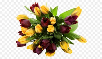 Flower bouquet Wallpaper - Yellow and Red Tulips Transparent PNG Picture 