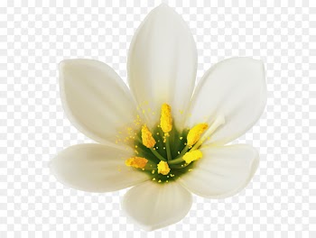 Flower bouquet White Clip art - White Flower PNG Clipart Image 