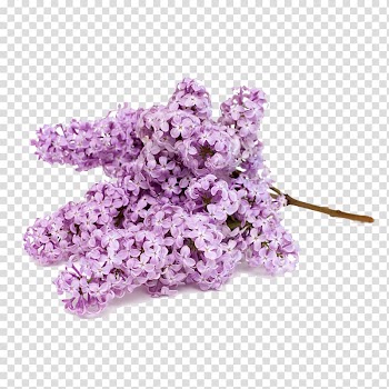 Flower bouquet .xchng , Purple hyacinth transparent background PNG clipart