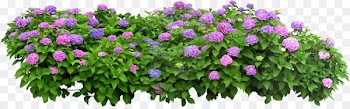 Flower box Flowerpot Shrub - parterre 