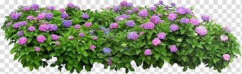 Flower box Flowerpot Shrub, parterre transparent background PNG clipart