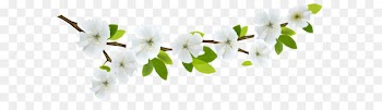 Flower Branch Clip art - Spring Branch White PNG Clipart 