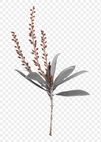 Flower buds branch sticker png, | Free PNG - rawpixel